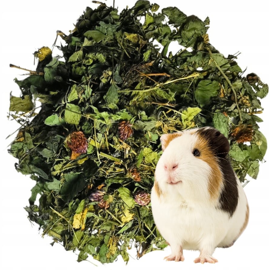 Suszona koniczyna czerwona 1kg - dla gryzoni i królików Roztoczańskie Zioła - obrazek 4